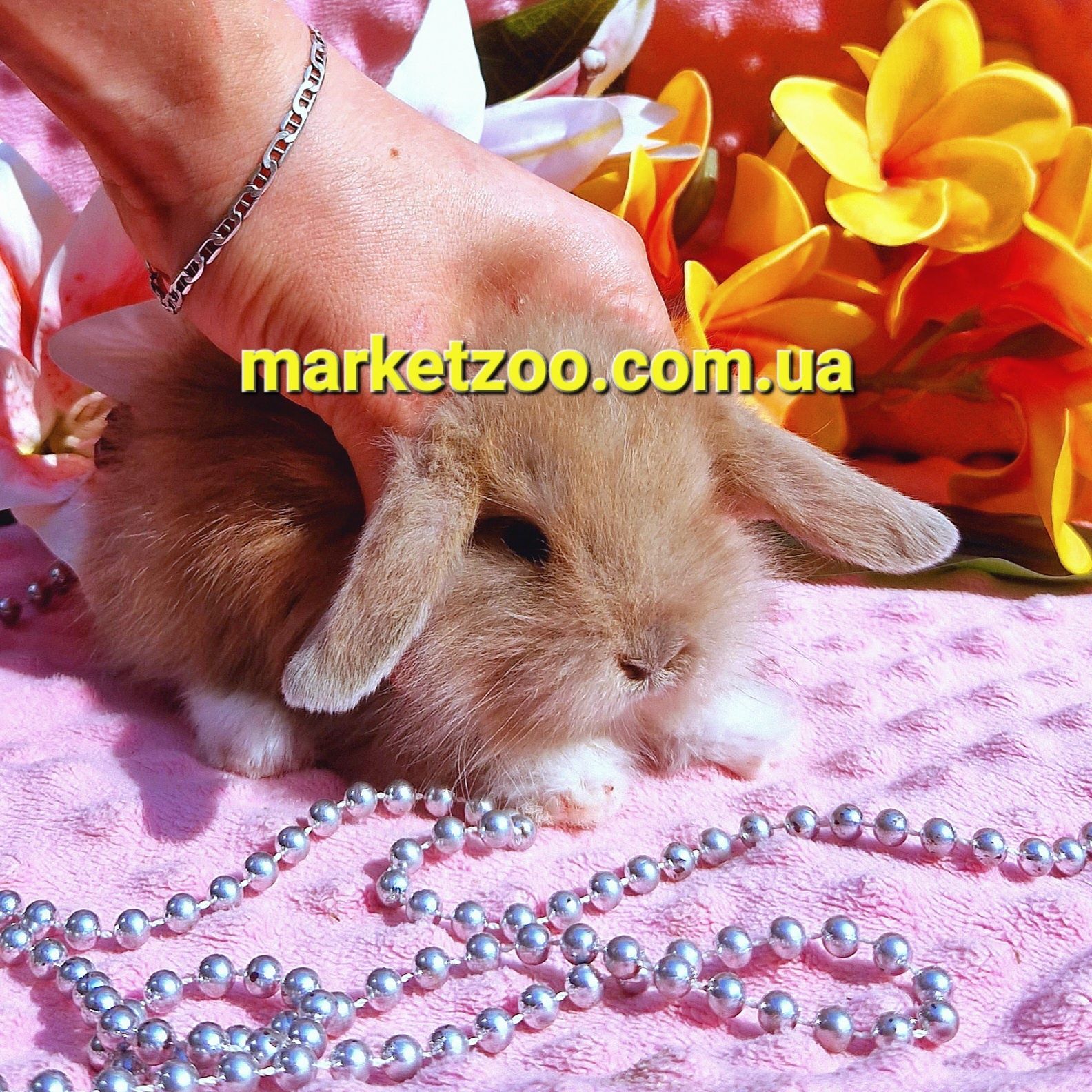 Мини mini lop мiнi кролик вислоухий баранчик карликовые кролики