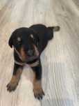 szczeniak doberman