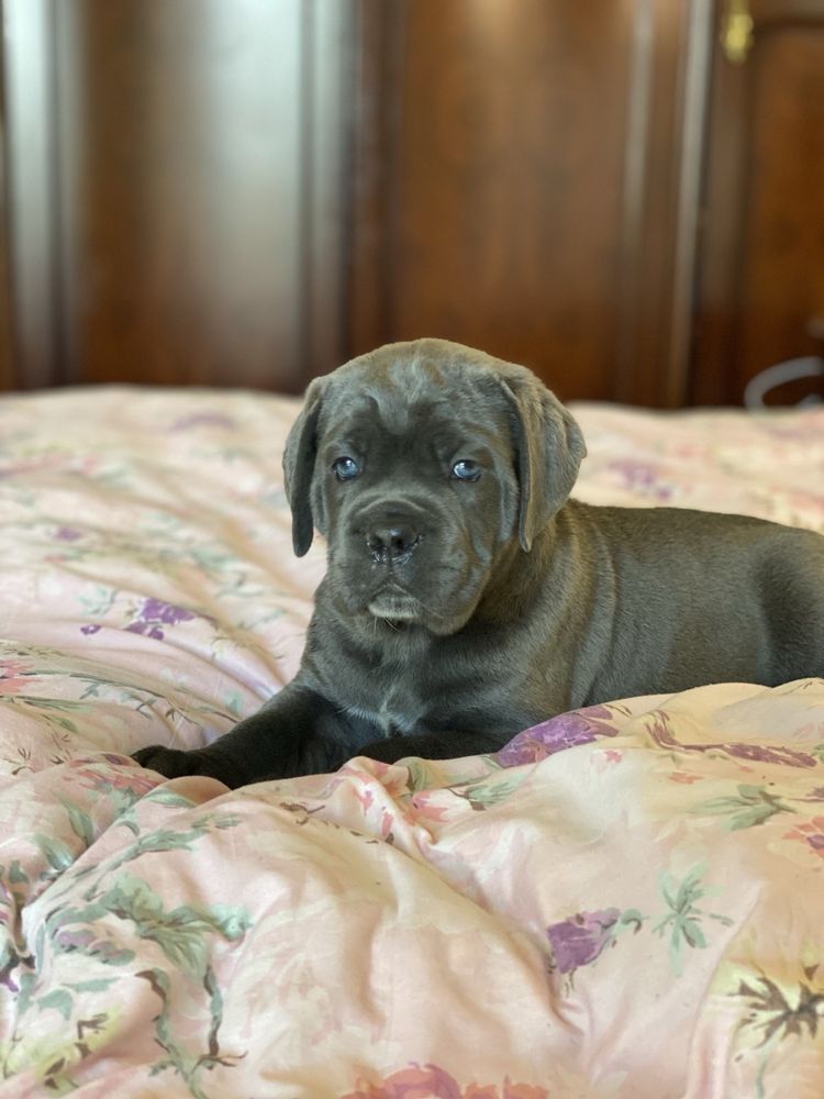 За такою дівчинкою Аделькою-до питомника Cane corso