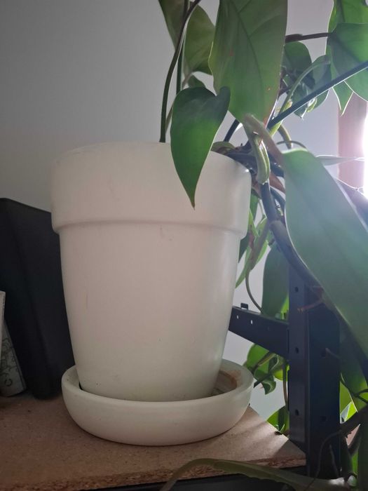 duża ceramiczna doniczka i filodendron red emerald