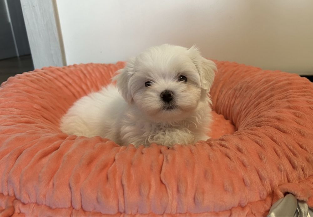 Mega cudowna maleńka sunia maltańczyk. JUŻ DO ODBIORU