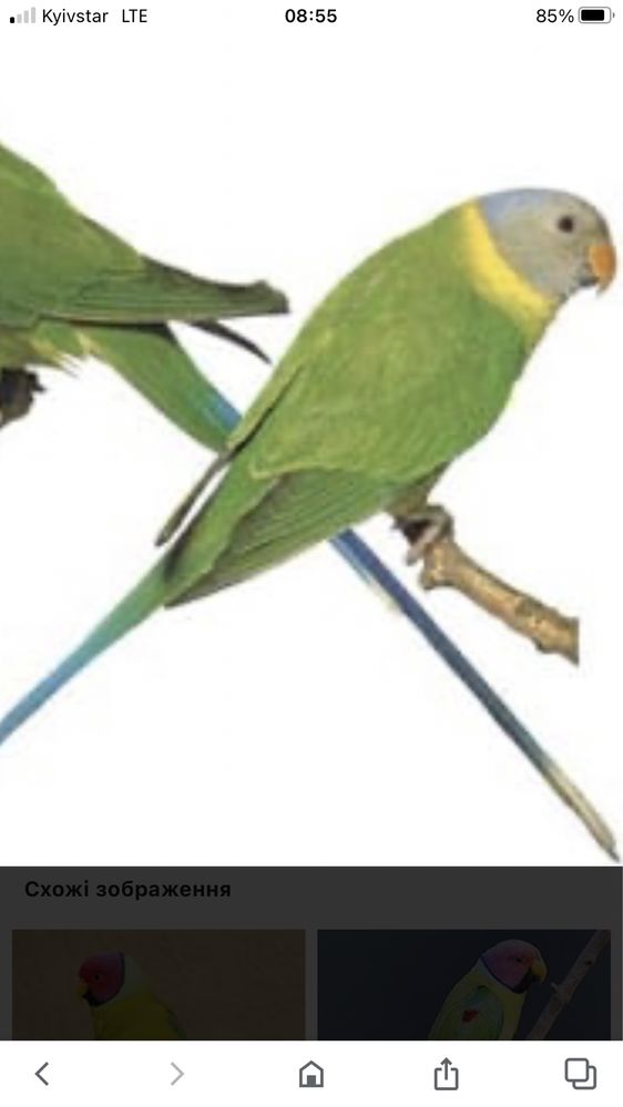 Папуга сливоголовий ручний