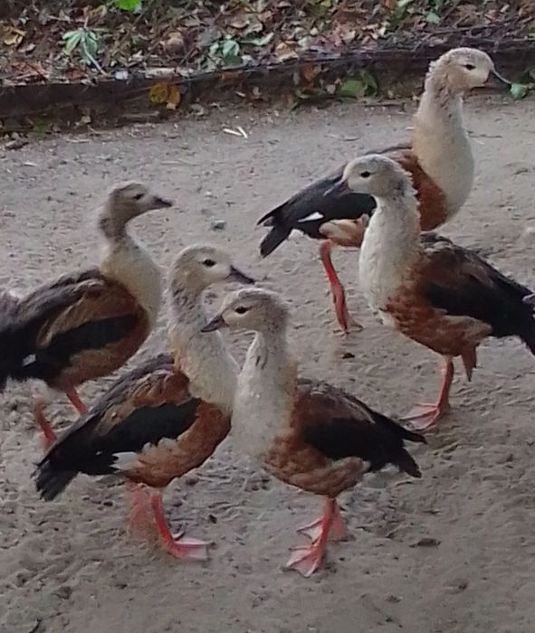 Sprzedam gęsi nilowe ine