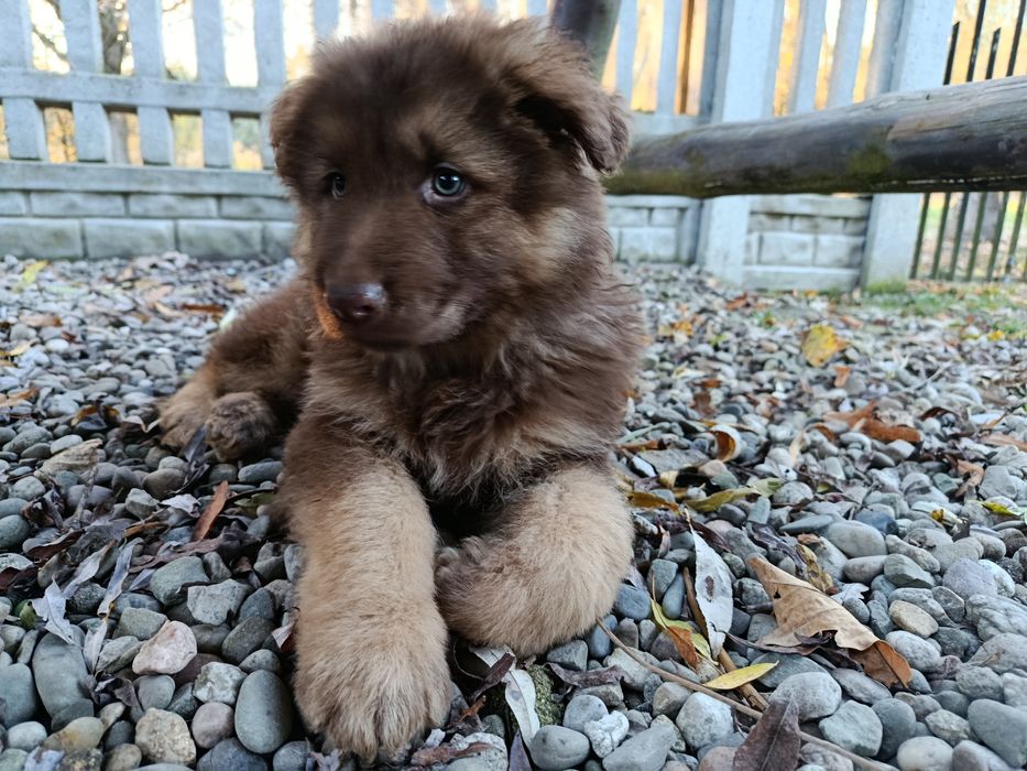 Owczarek Niemiecki Czekoladowy Szczeniak