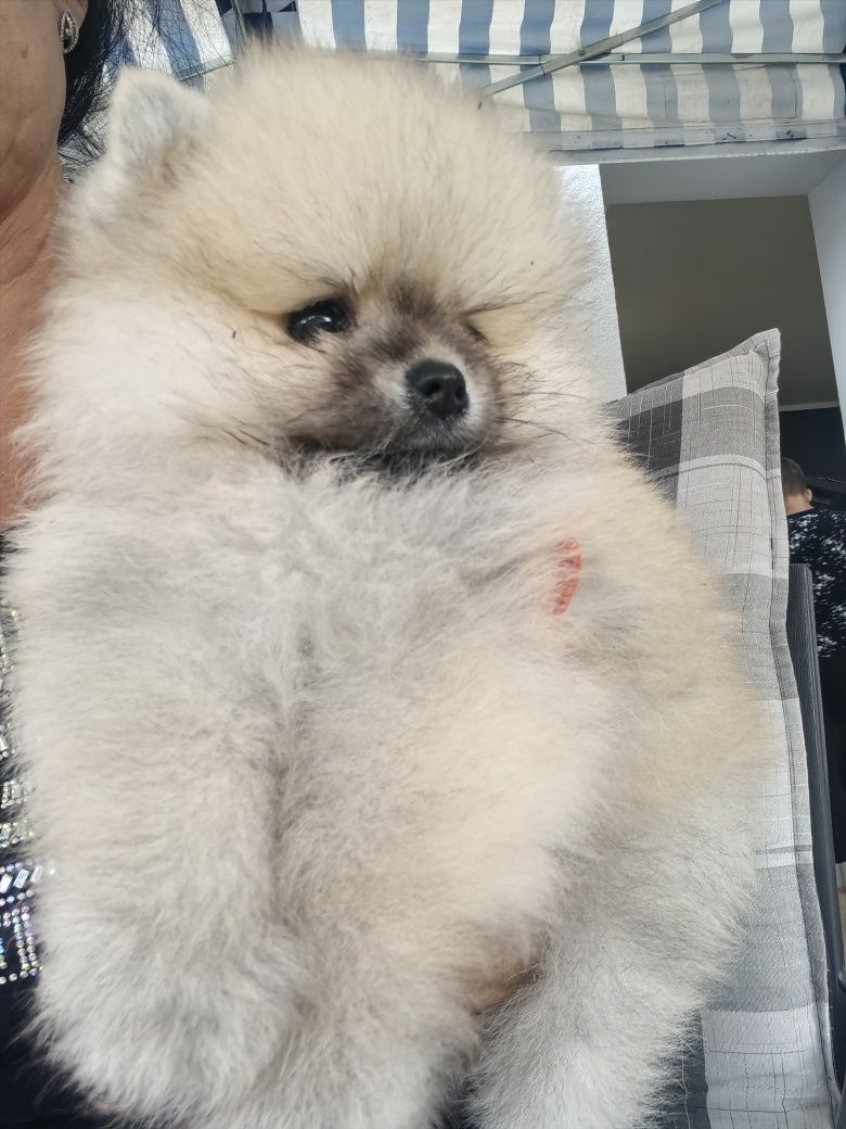 Szpic miniaturowy pomeranian