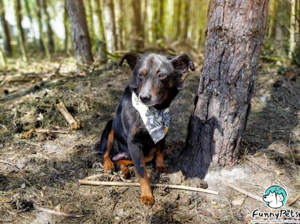 Idealny kandydat dla rodziny, która szuka grzecznego przyjaciela