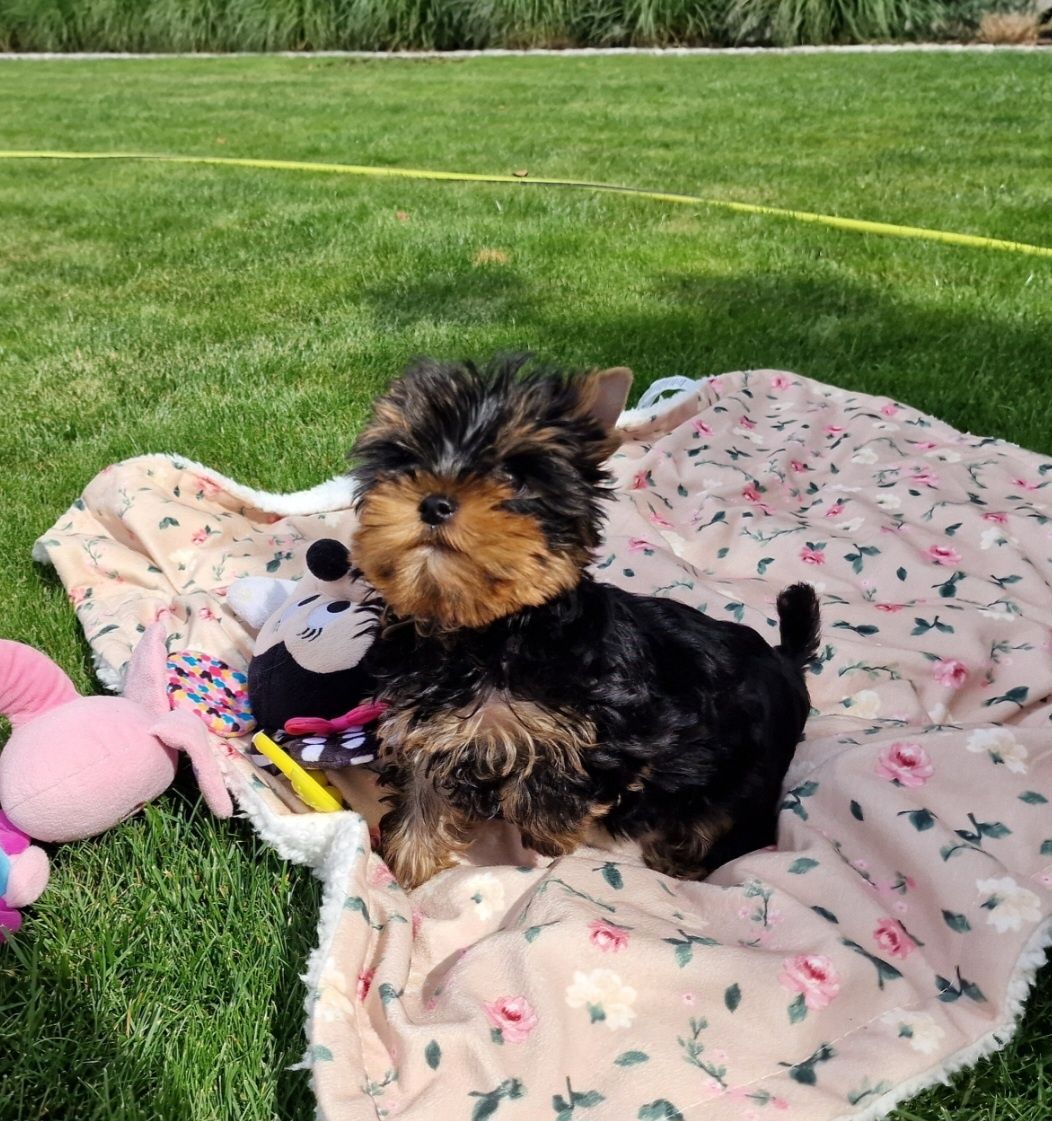 Yorkshire Terrier SUCZKA York FCI ZKwP
