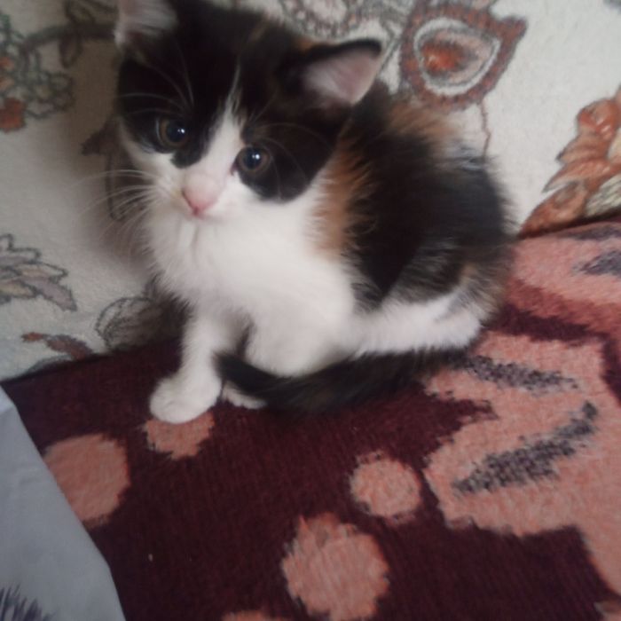 Кошенята безкоштовно.