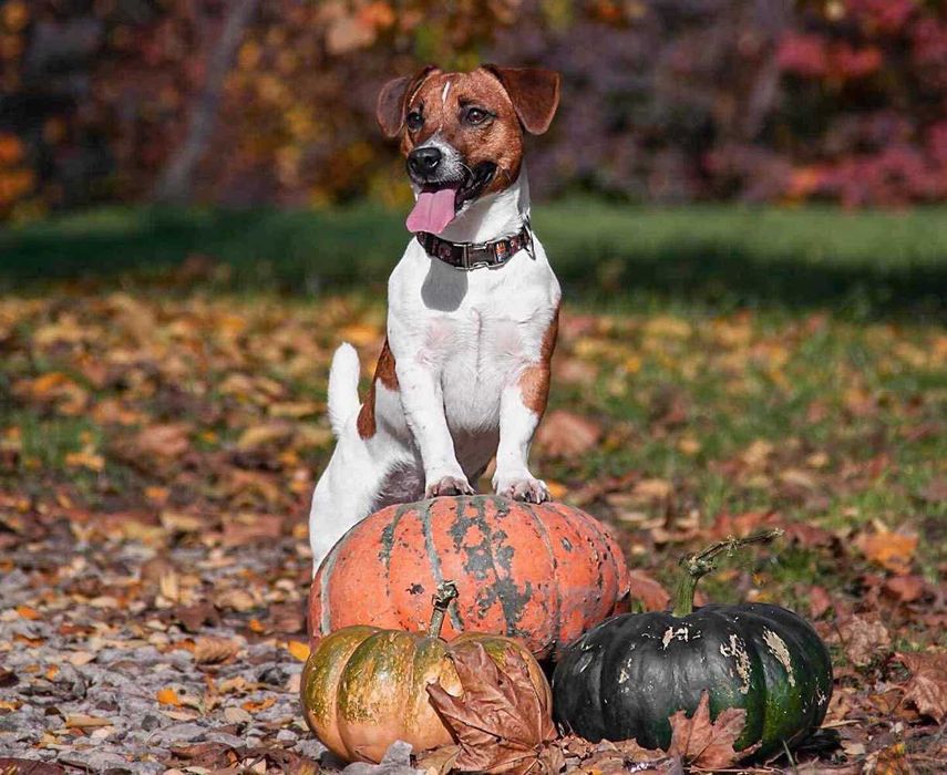 Цуценята Джек Рассел тер'єра.
