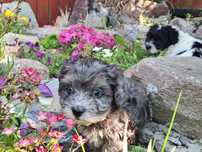 Maltipoo  metryką
