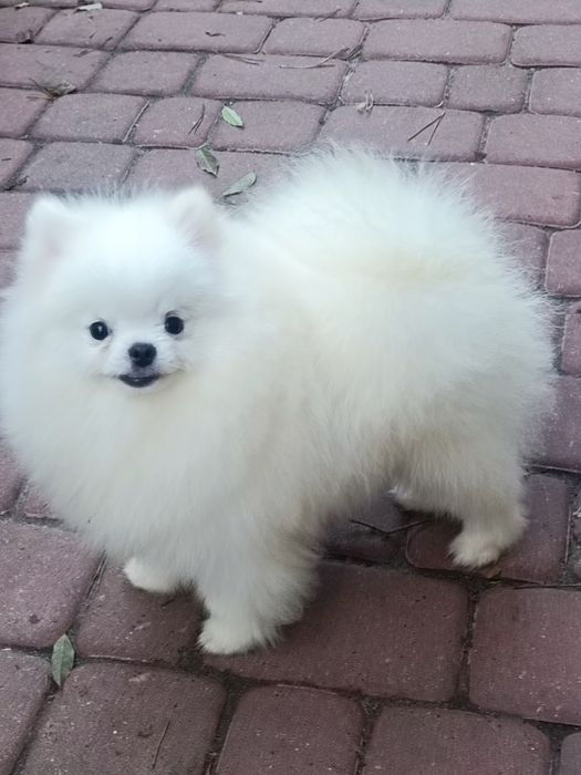 Pomeranian z paszportem, biały piesek