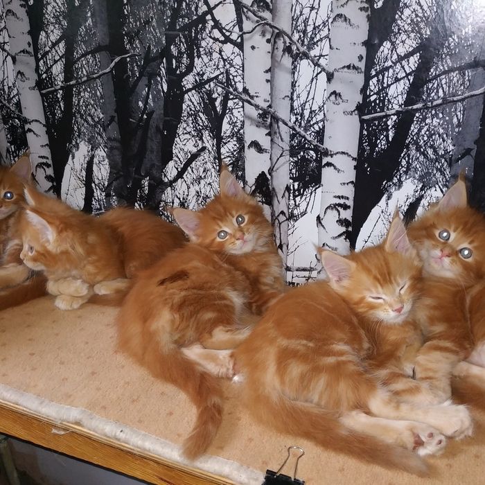 Maine coon RED huge  питомник Красных Мейн кунов!!