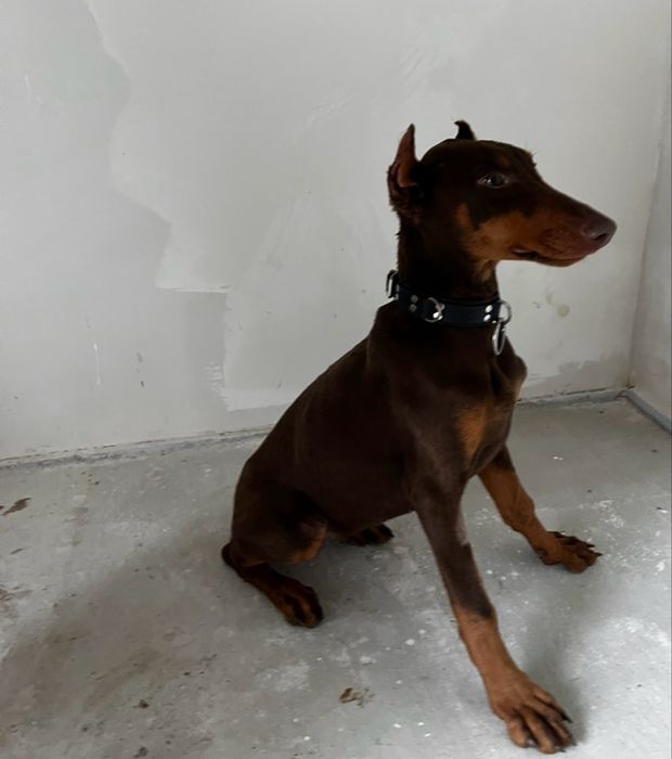 У продажі дівчинка Добермана з документами