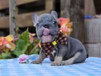 Bulldog francês Macho  Cor Blue Tan