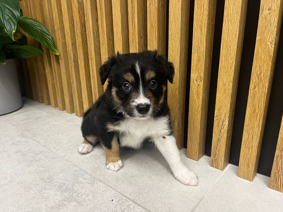 Border collie z rodowodem