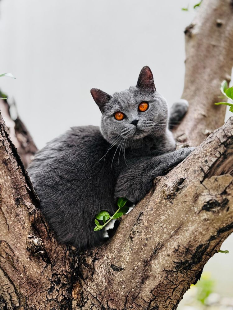 Gatinha Bristish Shorthair