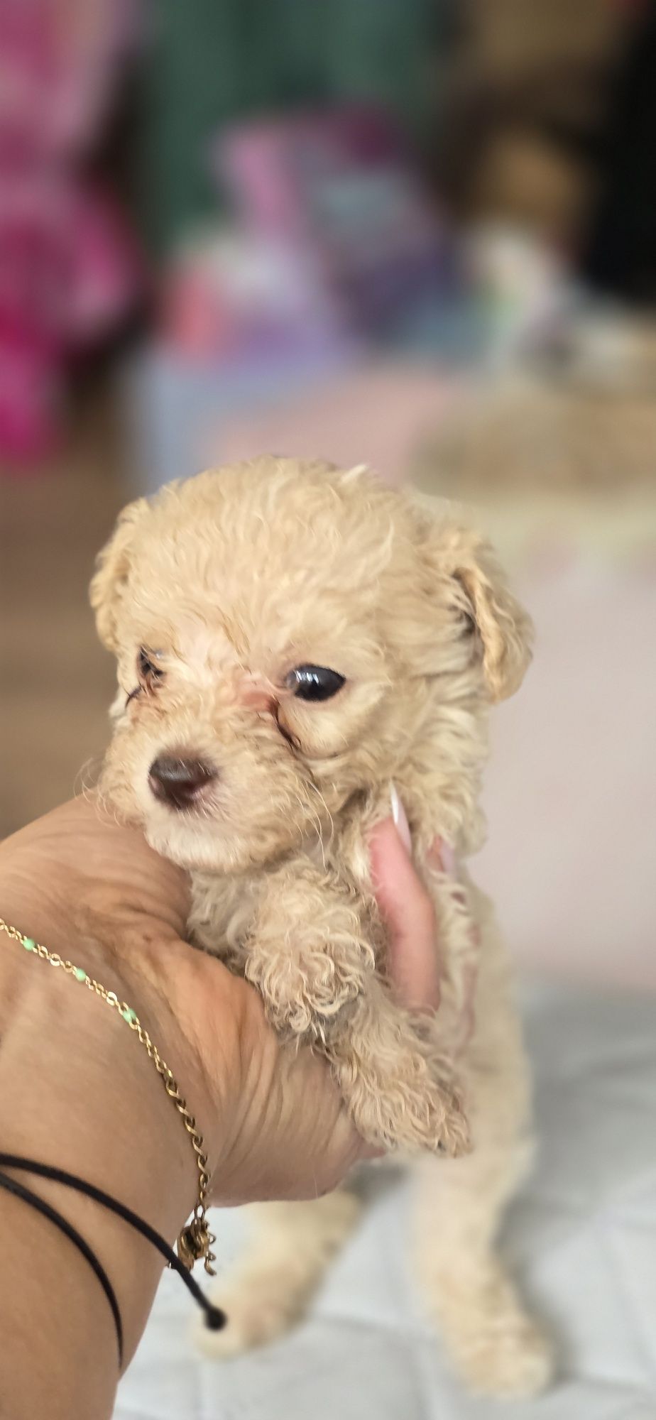 Malutki Maltipoo