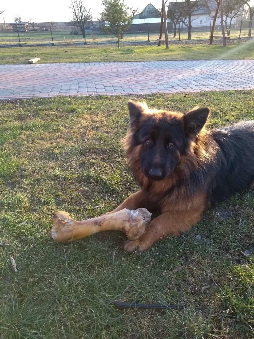 Flama nadal poszukiwana - zaginęła - owczarek niemiecki