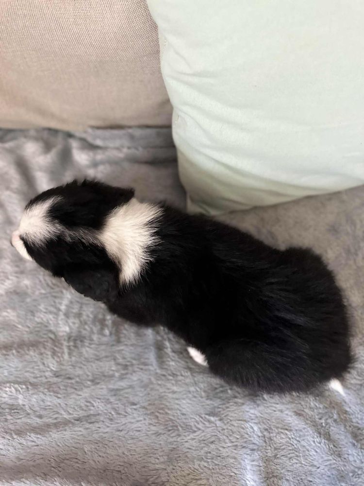 Pies rasy Border Collie