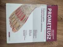 Prometeusz atlas anatomii