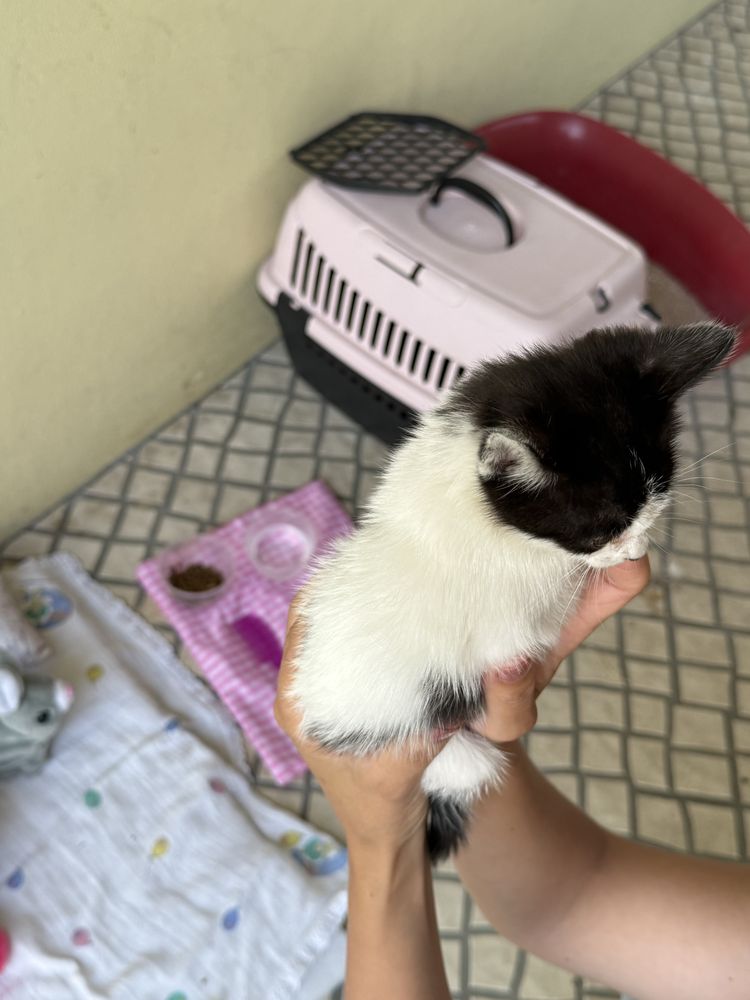 Gatinha para adotar