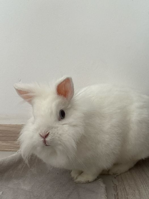 Królik miniaturka