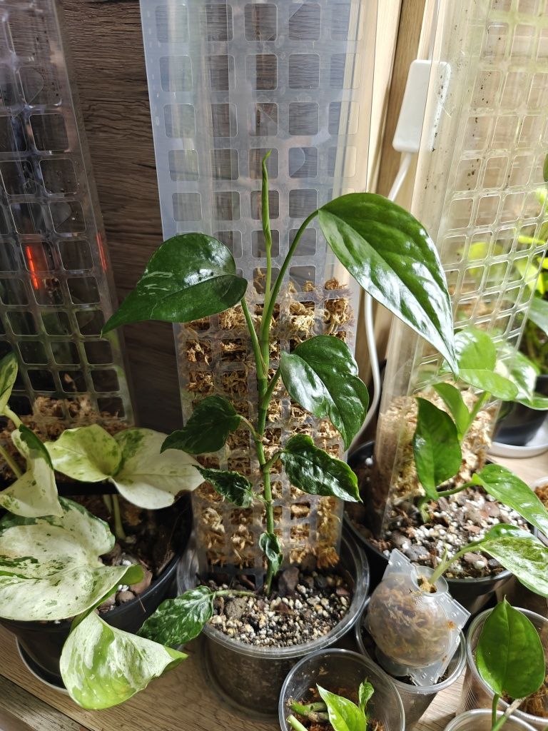Epipremnum Pinnatum sp Merapi