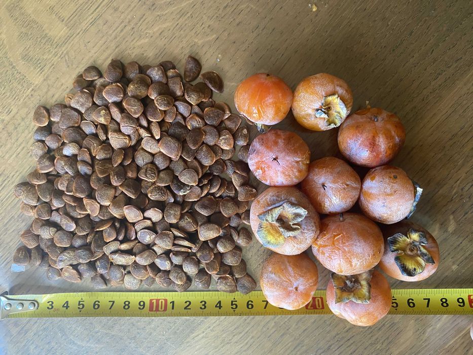 Насіння Хурми Віргінської 50 штук