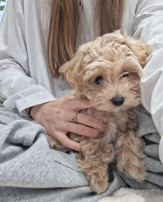 Piesek Maltipoo z chipem i rodowodem