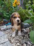 Beagel suczka gotowa do odbioru