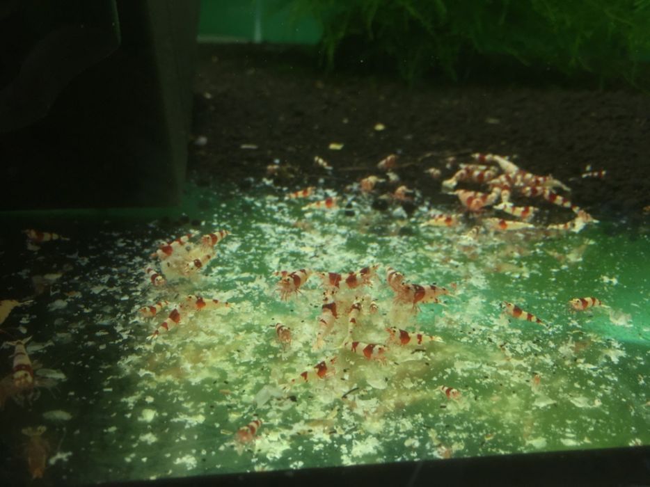 Krewetki crystal red PRL mid AQUALIFE sklep zoologiczny