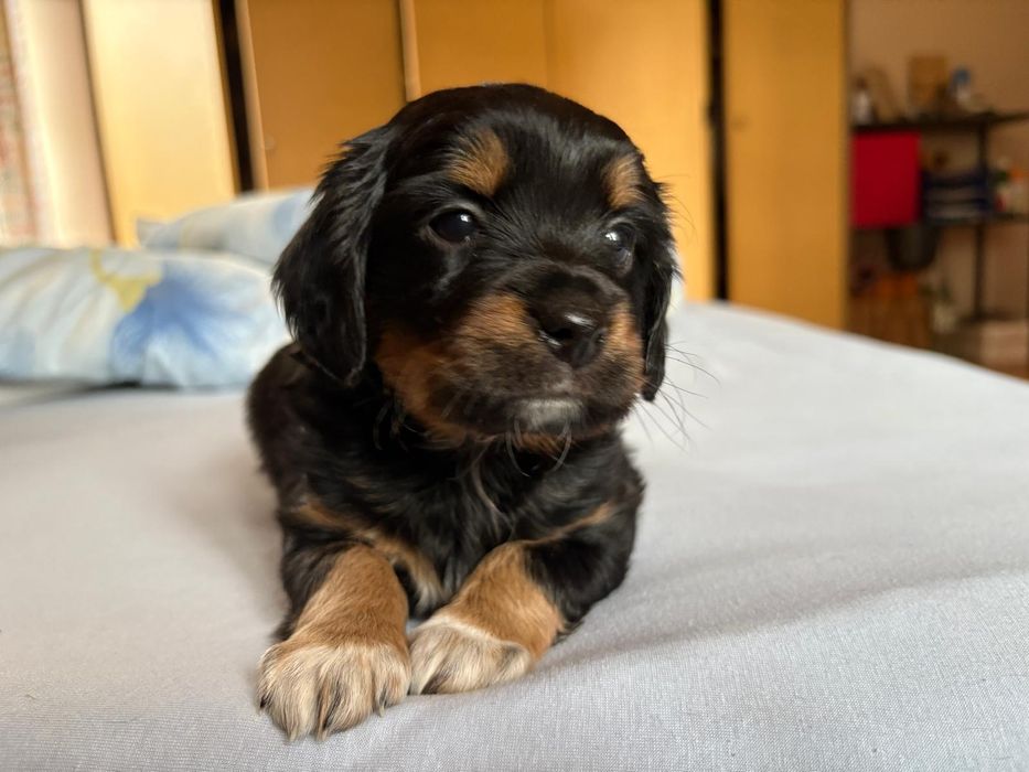 Pieski kundelki do oddania