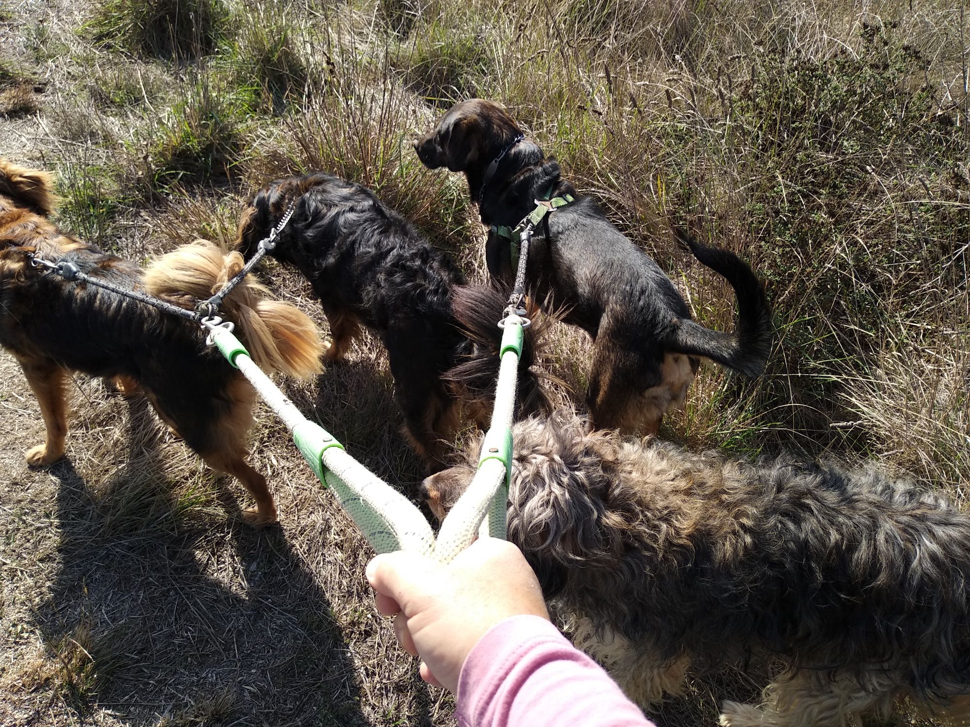 PET SITTING Cuidadora de animais