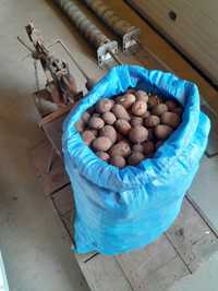 Ziemniaki sadzeniaki Vineta