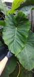 Colocasia Jack's Giant, Kolokazja. Największa z kolokacji