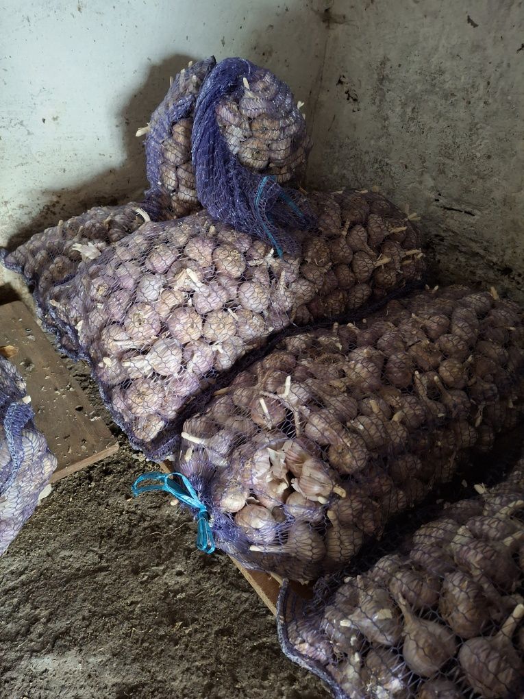 Продам часник сорту Ірен
