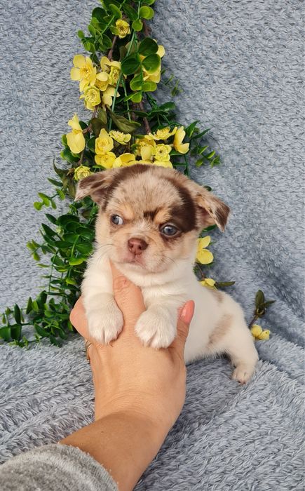 Excecional menino mini semi pelo Chihuahua/Chiuaua de Qualidade