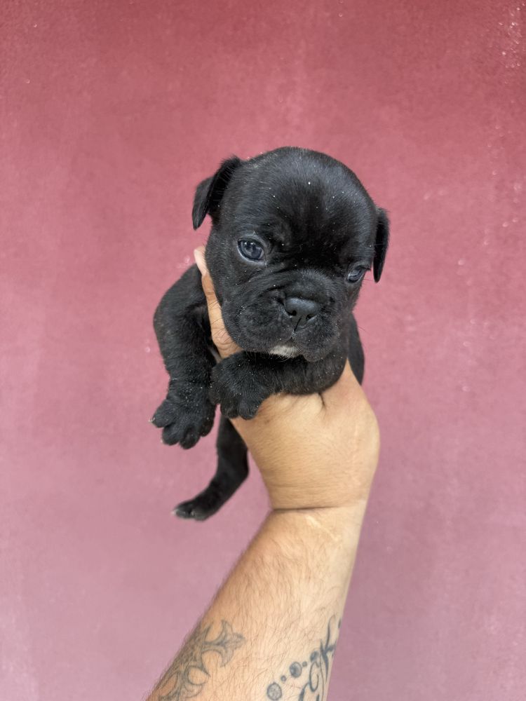 Buldogue Frances Menino