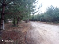 Бровари,Рожівка,ділянка 144сот. в хвойному лісі,асфальт під'їзд