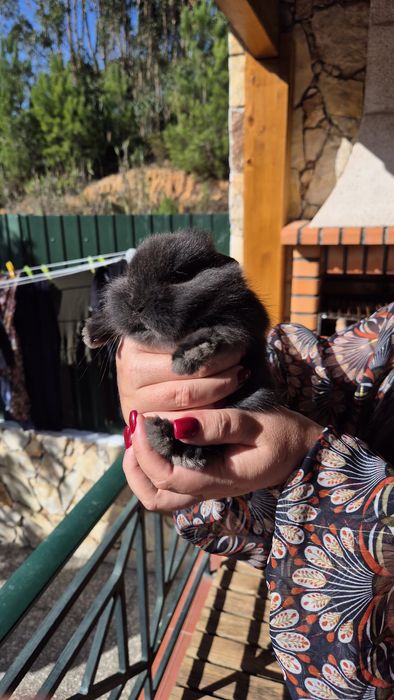 Coelhos Anões bebés com 2 meses.