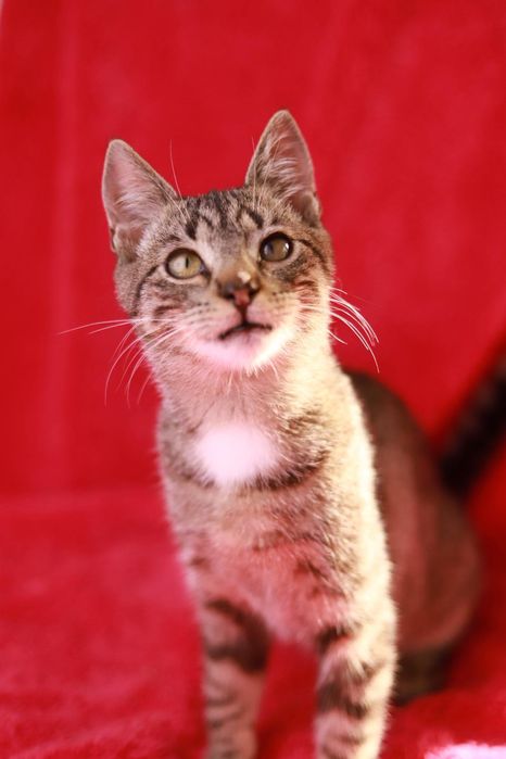 Ta pręguska umili długie Jesienne wieczory - Poznajcie Sisi