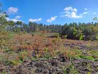 Vende terreno de pinhal em Decermilo, Sátão, Viseu