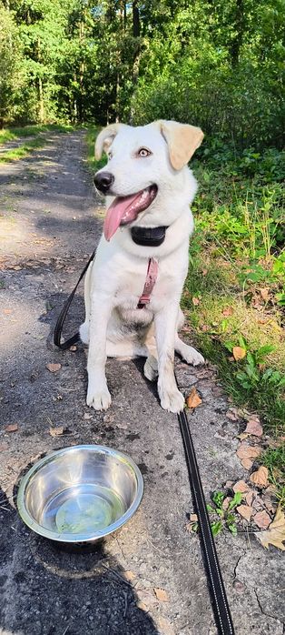 Oddam za darmo sunia 8 msc