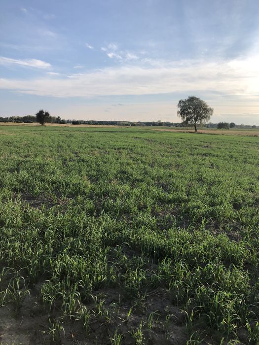 Ziemia rolna 1,91ha gm. Skaryszew