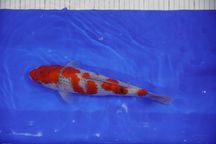 Japońskie karpie koi 32-40 cm