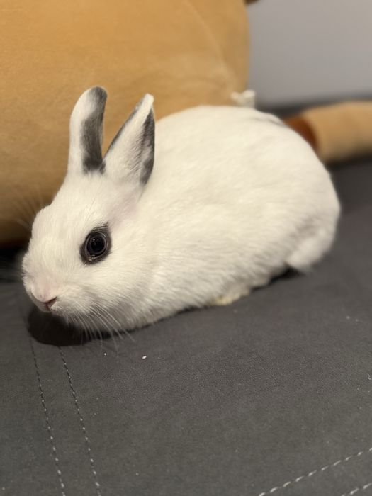Кролик декоративний