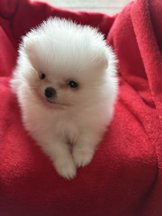 Померанский шпиц