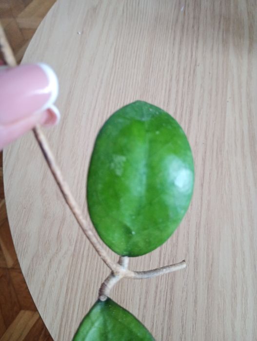 Hoya benchaii
Sadzonka cięta 
Posiada kilka węzłów i