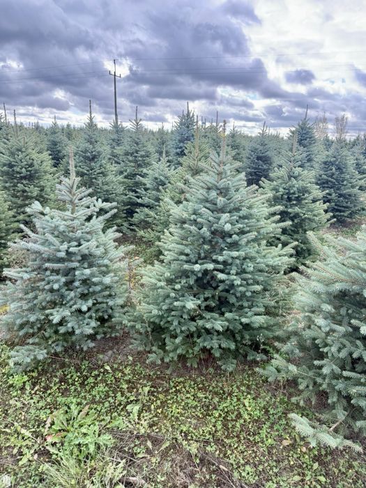 Choinka z dostawą! Warszawa i okolice! Klasa Premium