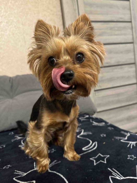 Йорк Вязка Йоркширський терєр